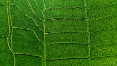 Aerial drone view of rice fields at early morning. Bali, Indonesia, 2020 Stock Footage 126886993
