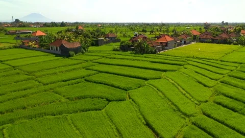 Aerial drone view of rice fields at early morning. Bali, Indonesia, 2020 Stock Footage 126887549