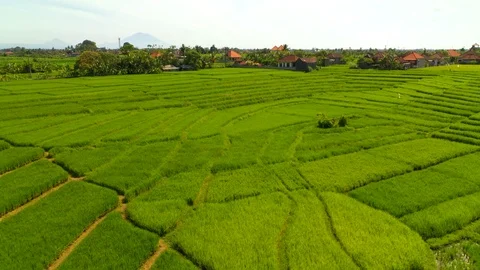 Aerial drone view of rice fields at early morning. Bali, Indonesia, 2020 Stock Footage 126888116