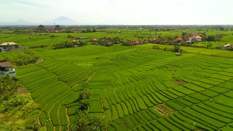 Aerial drone view of rice fields at early morning. Bali, Indonesia, 2020 Stock Footage 126888768