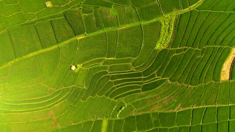 Aerial drone view of rice fields at early morning. Bali, Indonesia, 2020 Stock Footage 126889335