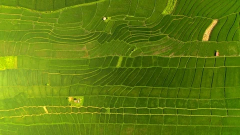 Aerial drone view of rice fields at early morning. Bali, Indonesia, 2020 Stock Footage 126890054