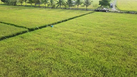 Aerial drone view of rice fields at early morning Stock Footage 221533960