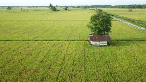 Aerial drone view of rice fields at early morning Stock Footage 221534104