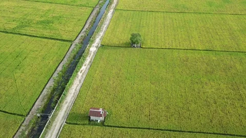 Aerial drone view of rice fields at early morning Stock Footage 221534190