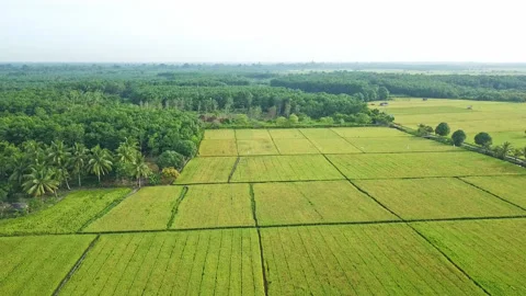 Aerial drone view of rice fields at early morning Stock Footage 221534291