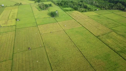 Aerial drone view of rice fields at early morning Stock Footage 221534304