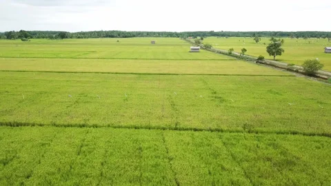 Aerial drone view of rice fields at early morning Stock Footage 221534558