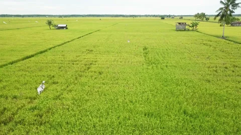 Aerial drone view of rice fields at early morning Stock Footage 221534607