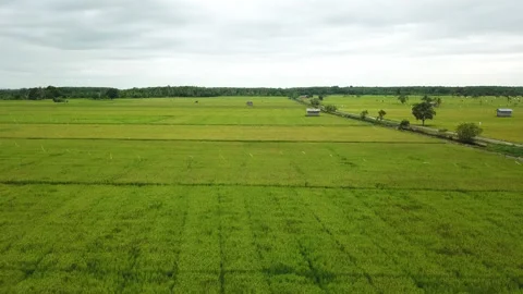 Aerial drone view of rice fields at early morning Stock Footage 221536424