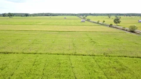 Aerial drone view of rice fields at early morning Stock Footage 221536729