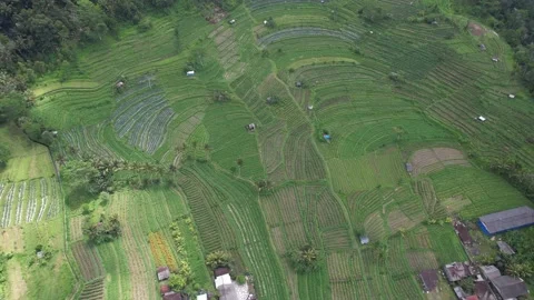 Aerial Drone  view of rice fields terraces  agriculture farming cultivation crop Video stock 222562360