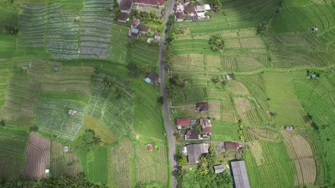 Aerial Drone  view of rice fields terraces  agriculture farming cultivation crop Stock Footage 222562474