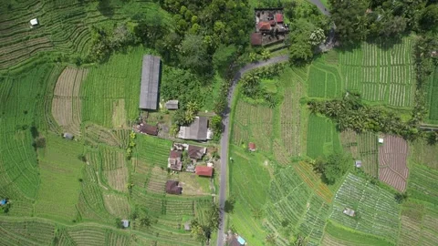 Aerial Drone  view of rice fields terraces  agriculture farming cultivation crop Stock Footage 222563065