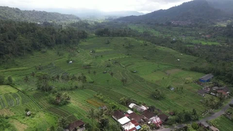 Aerial Drone  view of rice fields terraces  agriculture farming cultivation crop Stock Footage 222565748