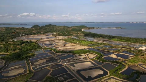 Aerial drone view of rice fields at early morning. Bali, Indonesia Stock Footage 237735730
