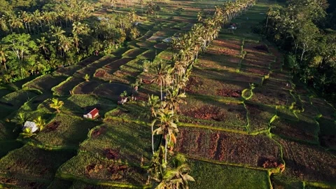 Aerial Drone View of Rice Fields and Palm Tree Pathway in Rural Bali at Sunrise Vídeo Stock 331184437