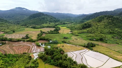 Aerial drone view of rice fields, palm forest and scattered houses beneath Stock Footage 336669226