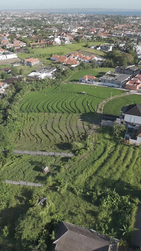 Aerial Drone View of Rice Fields in Canggu, Bali, Indonesia - Log Footage Video stock 336685476