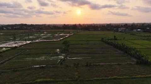 Aerial drone view of rice fields at sunset in Bali, Indonesia 動画素材 345148043