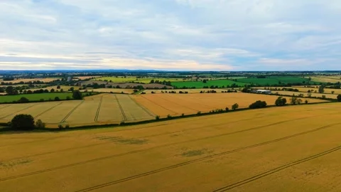 Aerial drone view of ripe wheat barley rye fields under dramatic cloudy evening Stock Footage 339344929