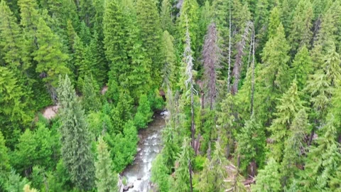 Aerial Drone view of a river in a dense forest Stock Footage 312531853