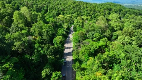 Aerial drone view of a road running through vibrant forest. Stock Footage 310708317