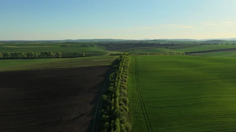 Aerial drone view of rolling countryside with a tree-lined rural road dividing Vídeos de archivo 336611480
