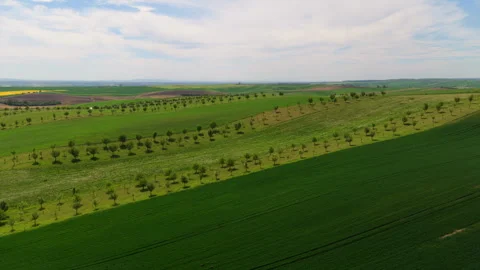 Aerial drone view of rolling Czech countryside with parallel rows of fruit trees Video stock 336619151