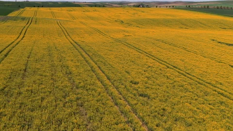 Aerial drone view of rolling yellow rapeseed fields sweeping over gentle hills Video stock 336619672