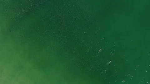 Aerial Drone View Rooster Fish Chasing Mullet Cabo San Lucas Video stock 341995545