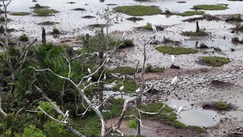 Aerial drone view of rubbish dump wetland with birds Stock-Footage 337544885