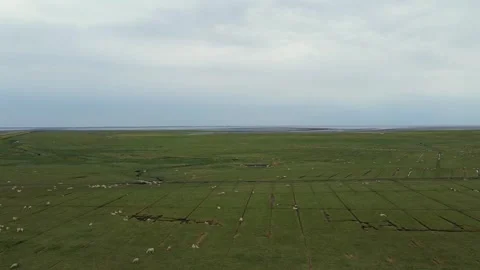 Aerial Drone View of Salt Marsh with Grazing Sheep on Romo Island, Denmark Stock Footage 332134154