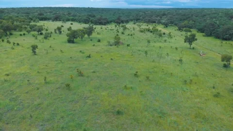 Aerial drone view of savannah inside the Chobe National Park in Botswana Stock Footage 155397618