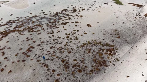 Aerial drone view of seaweed covered sand flats along the Egå coastline at low Stock Footage 337790606