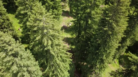 Aerial Drone View of a Serene Forest Path in the Lush Austrian Alps During .. Stock Footage 317627452