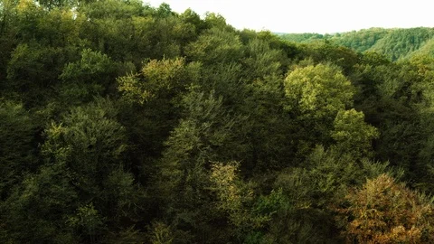 Aerial Drone View: serpent road street in a dense Forest Nature in green summer 스톡 동영상 122390797