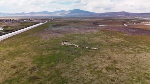 Aerial Drone View of Sheep Flock Grazing on Vast Steppe Plateau and Mountain Video stock 331525471