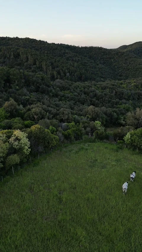 Aerial Drone View of Sheep Grazing in a Green Meadow in Tuscany, Grosseto, Italy Stock Footage 335825433