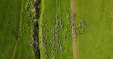 Aerial Drone View Of Sheep Herd Feeding On Grass Stock Footage