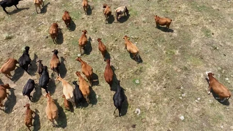 Aerial drone view shot of a herd of cows and young calves grazing on a meadow Stock Footage 248028662
