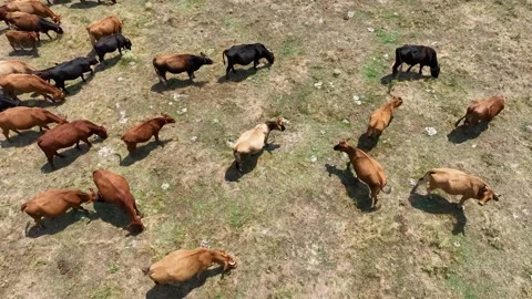 Aerial drone view shot of a herd of cows and young calves grazing on a meadow Stock Footage 248759352