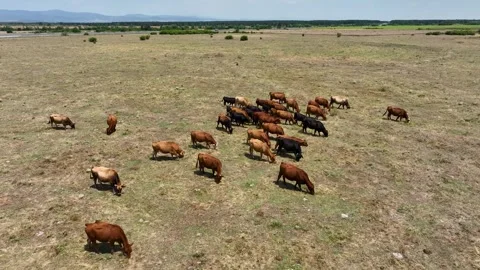 Aerial drone view shot of a herd of cows and young calves grazing on a meadow Stock Footage 260112634