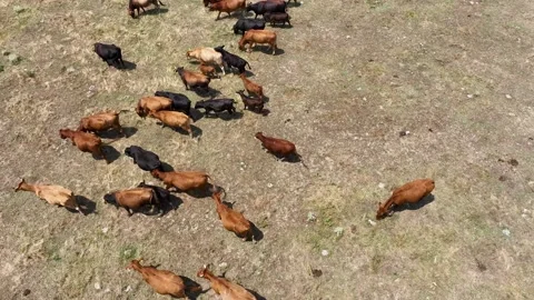 Aerial drone view shot of a herd of cows and young calves grazing on a meadow Stock Footage 263028852