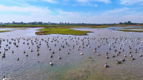 Aerial drone view showcasing the full wetland ecosystem in action. Stock Footage 310936512