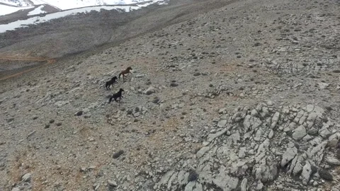 Aerial drone view shows wild horses roaming a treeless ridge - Animal Migration Stock Footage 339349766