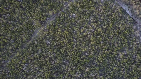 Aerial Drone View of Skagen's Pine Forest Trails and Sandy Paths Video stock 336477127