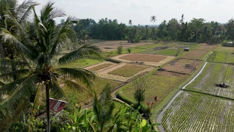 Aerial Drone View Slowly Ascending Past Palm Tree Over Rice Terraces in Bali Stock Footage 346294332