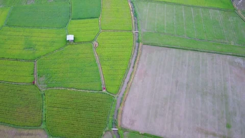 Aerial drone view of a small hut in the middle of lush green rice fields. Stock Footage 346276727