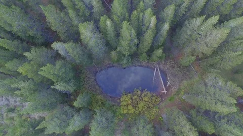 Aerial drone view of a small lake middle of pine tree conifer forest, Tahoe Stock Footage 100862136